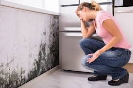 Best Mold Damage Restoration  in Cortland, NY